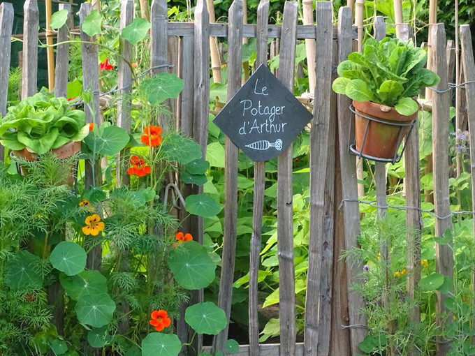 Khu vườn ngập tràn rau củ và hoa trái khiến ai ghé qua cũng ngưỡng mộ.