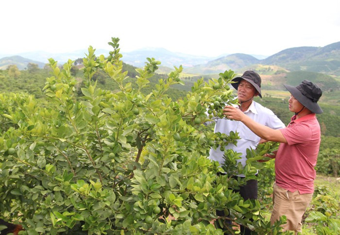 Với giá bán dao động từ 10.000 - 20.000 đồng/kg, hàng năm mỗi ha chanh có thể đem lại doanh thu khoảng 400 - 500 triệu đồng. Ảnh: Baolamdong.