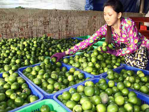 Mô hình trồng chanh không hạt theo tiêu chuẩn VietGAP, GlobalGAP cũng giúp người dân ở một số tình như Lâm Đồng, Tiền Giang, Hậu Giang...thoát nghèo. Ảnh: Dân Việt.
