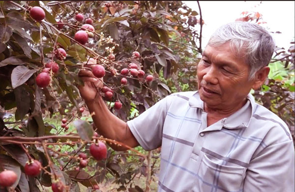 Không chỉ quả mà cây giống nhãn tím cũng có giá đến 1 triệu đồng/cây. Ảnh: Dân Việt