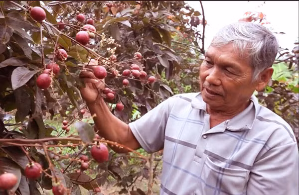 Không chỉ quả mà cây giống nhãn tím cũng có giá đến 1 triệu đồng/cây. Ảnh: Dân Việt