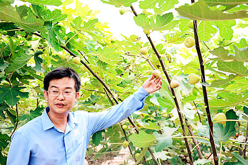 Anh Nguyễn Hồng Đăng Khoa (xã Xuân Đường, huyện Cẩm Mỹ, Đồng Nai) là một trong những người đầu tiên trồng thành công sung mỹ tại Việt Nam. Ảnh: Laodongdongnai.