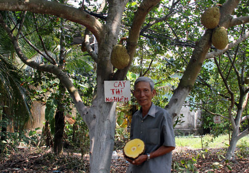 Theo ông Mẫn, giống mít này có nguồn gốc từ Myanmar. Sau thời gian dài trồng xen, nhân giống và chăm sóc trong vườn sầu riêng, ông Mẫn thu được 70 cây mít giống. Ảnh: Dân Việt.