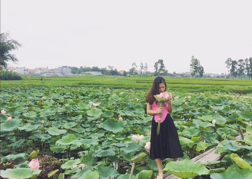 Tại đầm, mỗi bó hoa sen cũng có giá dao động từ 80.000-150.000 đồng. Ảnh: Zing.