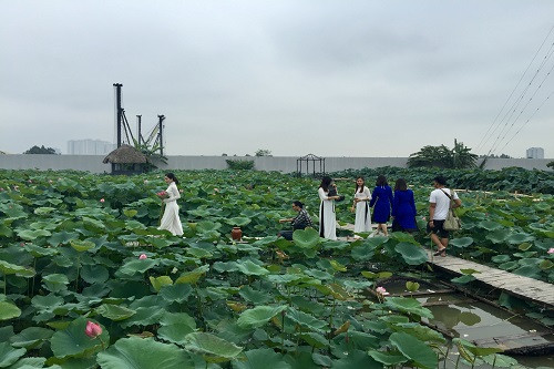 Giá vé vào tại mỗi đầm sen khác nhau, dao động từ 10.000 - 70.000 đồng. Ảnh: Thoibaotaichinhvietnam.