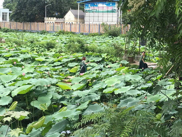 Có những ngày cao điểm cuối tuần, đầm sen đón cả trăm lượt khách đến thăm quan và chụp ảnh sen. Ảnh: Infonet.