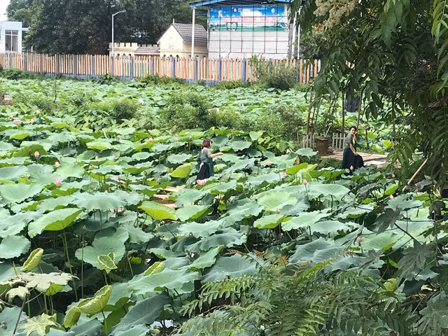 Có những ngày cao điểm cuối tuần, đầm sen đón cả trăm lượt khách đến thăm quan và chụp ảnh sen. Ảnh: Infonet.