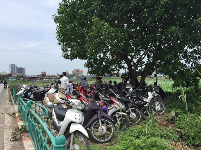 Bên cạnh việc cho thuê địa điểm chụp ảnh hoa sen, nhiều chủ đầm còn "hốt bạc" từ dịch vụ trông xe. Mỗi lượt gửi xe có giá trung bình từ 5.000-10.000 đồng/xe đối với xe máy và 30.000-40.000 đồng/xe ô tô. Ảnh: Dân Việt.