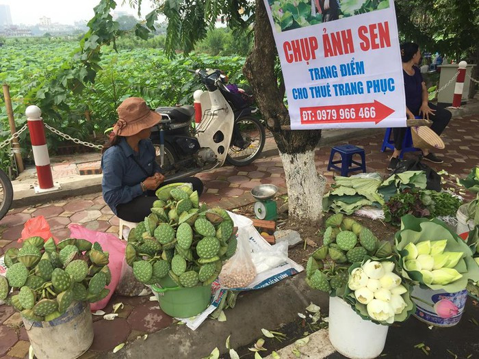 Theo Infonet, vào mùa sen, chủ đầm có thể kiếm hàng chục triệu đồng/ngày từ dịch vụ chụp ảnh hoa sen. Tuy nhiên, trước đó người thuê đầm cùng phải bỏ ra từ 50-100 triệu đồng. Ảnh: Dân Việt.