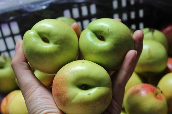 Trên các tuyến phố và chợ dân sinh ở Hà Nội, đào Sapa có giá dao động từ 30.000 - 40.000 đồng/kg. Ảnh: Cooky.