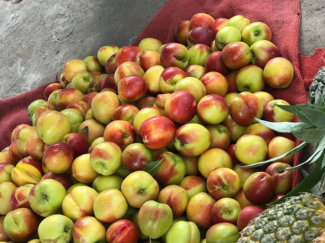 Loại đào Sapa này có vỏ trơn, bóng mịn, và có kích thước lớn. Ảnh: Baodansinh.