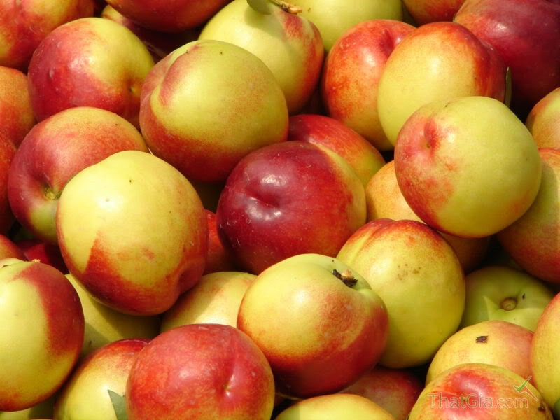 Về hình dáng, đào Sapa trước đây có phần cuống cong lên như mỏ quạ. Khi bổ ra, phần thịt đào Sapa cứng hơn chứ không mềm như loại đào đang bán. Ảnh: Internet.