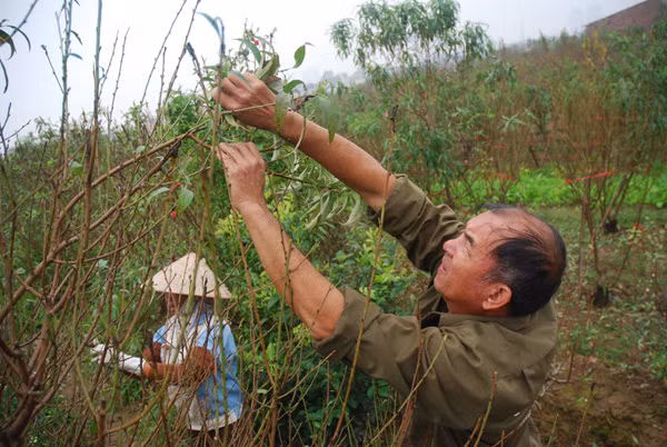 Thời điểm tuốt lá cho đào là cuối tháng 11, với các gốc già, cây yếu thì nên tuốt muộn hơn. Ảnh: Baotintuc.