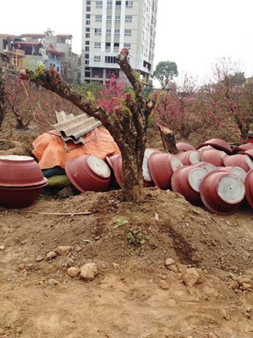 Sau đó, mỗi tháng phải cắt nhẹ một vài lần cho đến tháng 6 âm lịch. Chú ý, mỗi lần cắt cần hòa phân hữu cơ tưới cho cây. Để tạo thế đào đẹp, tiến hành uốn hoặc buộc cành. Ảnh: Vietnamnet.