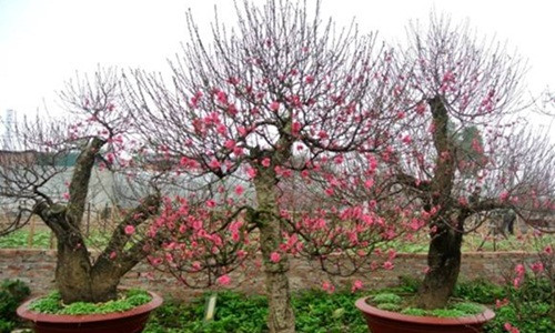 Tuyệt đối không trồng đào ở vị trí thiếu nắng, cây sẽ không phát triển được. Ảnh: Nongnghiep.