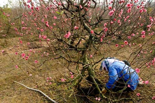 Nên cuốc đất cho tơi xốp, đồng thời cải tạo hoặc lựa chọn đất chỗ đó có độ pH từ 7-8 để cây có thể nhanh chóng sinh rễ mới. Ảnh: Tinmoi.