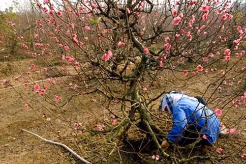 Nên cuốc đất cho tơi xốp, đồng thời cải tạo hoặc lựa chọn đất chỗ đó có độ pH từ 7-8 để cây có thể nhanh chóng sinh rễ mới. Ảnh: Tinmoi.