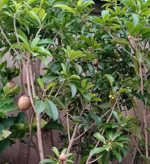 Trong vườn trồng nhiều loại cây ăn trái như ổi, hồng xiêm, cóc...