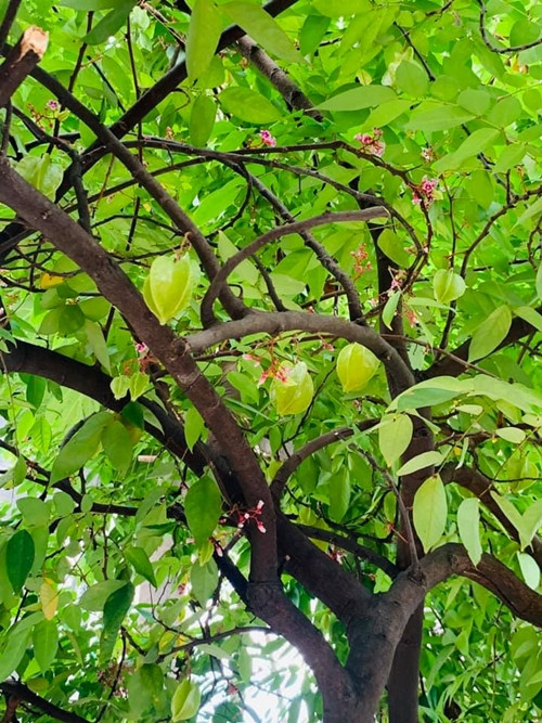 Cây khế ra trái quanh năm.