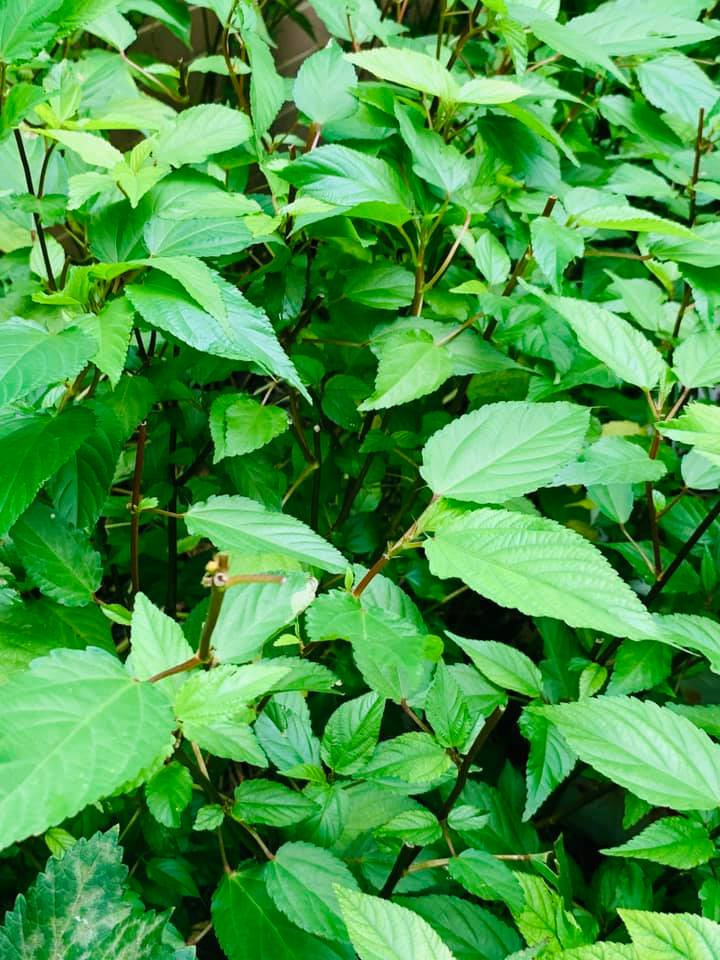 Luống rau đay non mơn mởn.