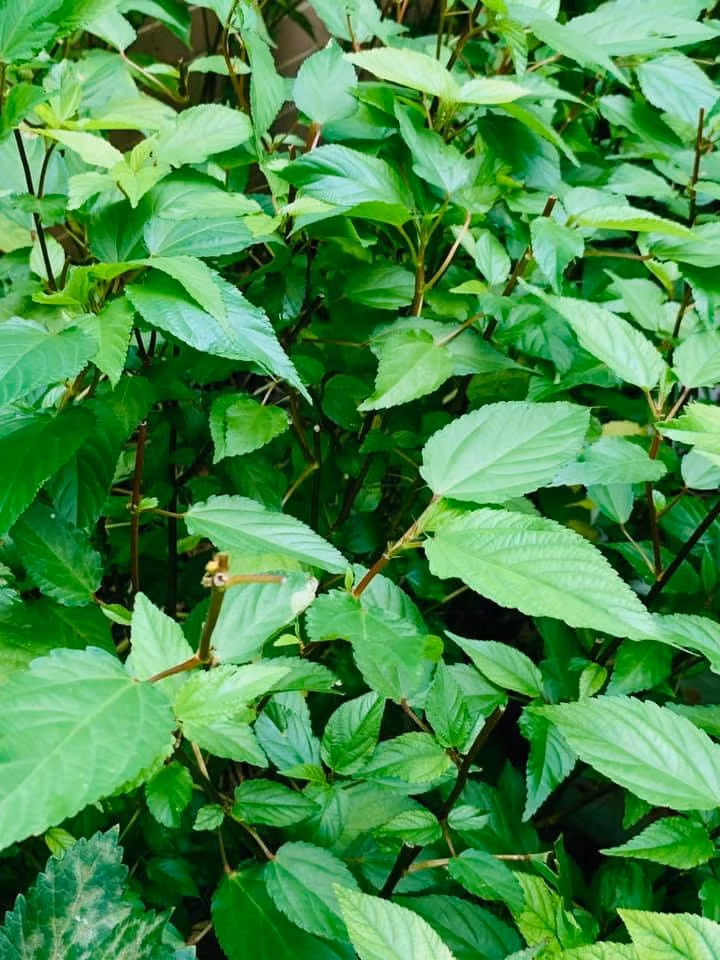 Luống rau đay non mơn mởn.