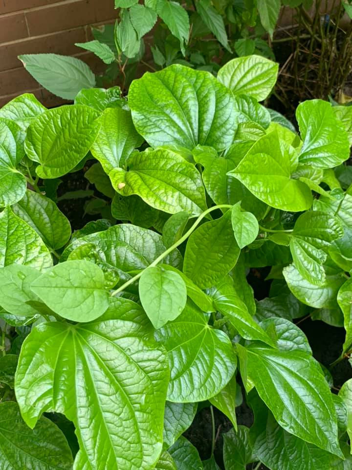 Ngoài trái cây, ca sĩ Vy Oanh còn trồng một số loại rau phổ biến.