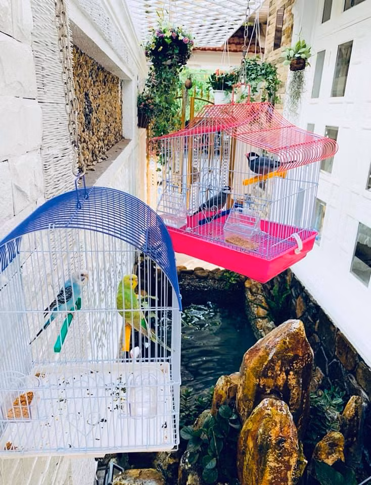 Nữ ca sĩ còn dành không gian riêng để nuôi chim, cá cảnh. Nguồn ảnh: FB Vy Oanh.