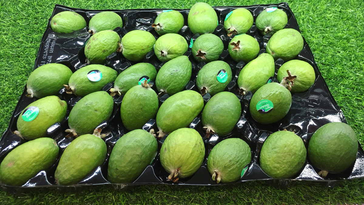 Nếu tính giá trung bình 20.000 đồng/kg thì 1kg ổi dứa New Zealand có giá tương đương với khoảng 40kg ổi đặc sản của Việt Nam. Ảnh: Vietnamnet.