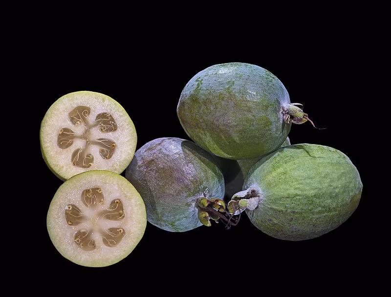 Mùa thu hoạch ổi New Zealand thường bắt đầu từ khoảng tháng ba đến tháng sáu hàng năm. Ảnh: Mitre 10.