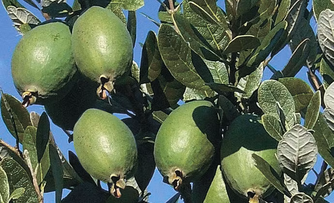 Cũng theo Vietnamnet, nhiều khách hàng mua loại ổi này vì tò mò, muốn thử xem mùi vị của chúng ra sao. Ảnh: Waimea.