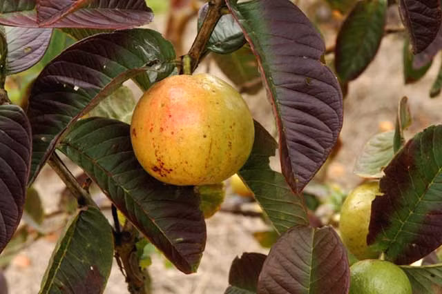Khi chín, quả ổi New Zealand chuyển sang màu vàng. Ảnh: Dillydally.