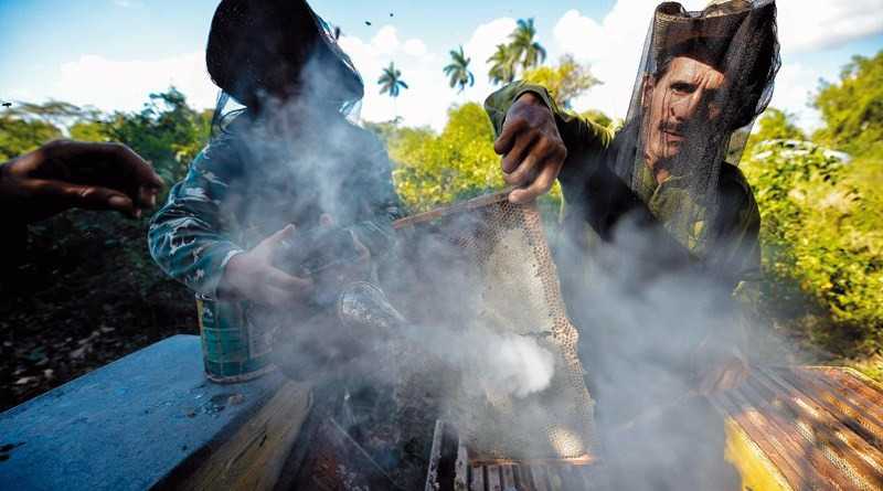 Năm 2018, Cuba sản xuất 8.834 tấn mật ong, vượt 1.500 tấn so với mục tiêu của đất nước.