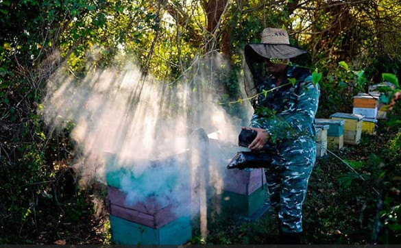 Fundora thu hoạch tới 160kg mật ong mỗi tổ trong khi sản lượng trung bình ở Cuba là 51kg/tổ ong.