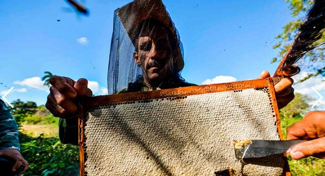 Anh em nhà Fundora có niềm đam mê đặc biệt với nghề nuôi ong. Họ sở hữu tới 600 tổ ong trong thung lũng.