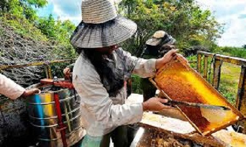 Mức sản xuất mạnh này này giúp mật ong trở thành mặt hàng xuất khẩu chủ đạo của Cuba bên cạnh rượu rum và xì gà.