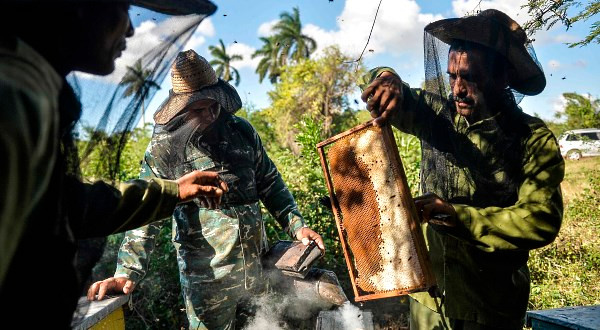 Bởi vậy, đây là loại mật ong vô cùng tinh khiết.