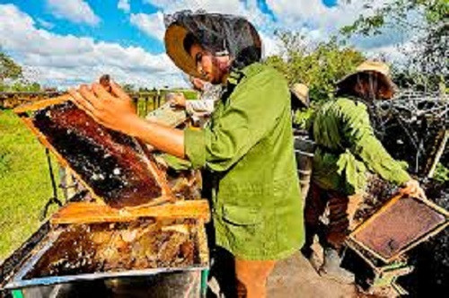 Đàn ong ở đây cũng rất khỏe mạnh nên người nuôi không sử dụng kháng sinh.