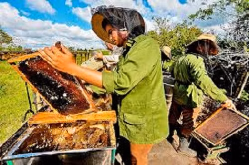 Đàn ong ở đây cũng rất khỏe mạnh nên người nuôi không sử dụng kháng sinh.