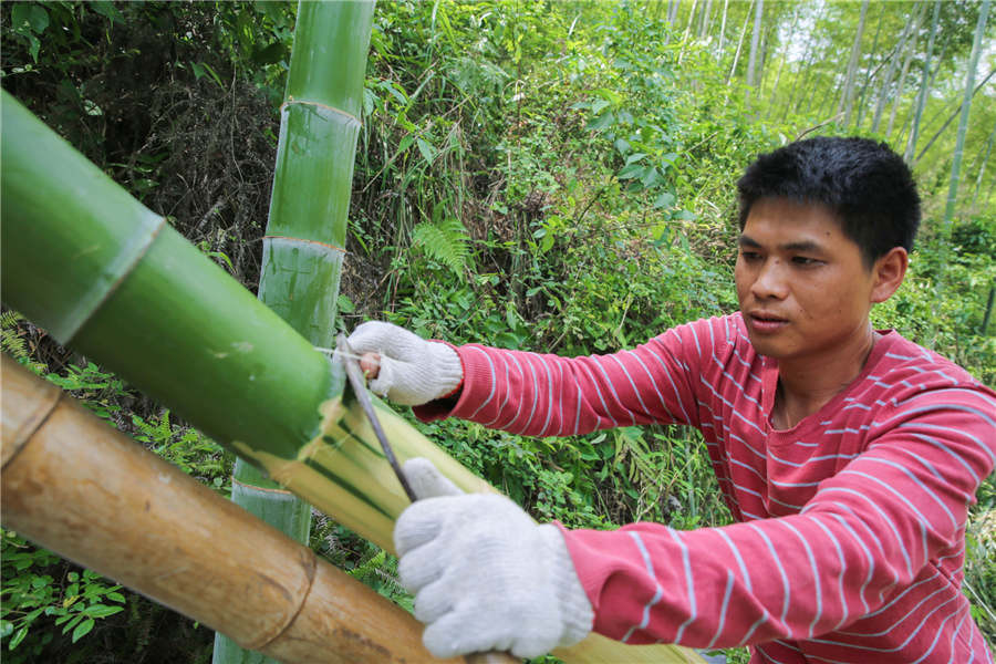Rừng tre mọc bên ngoài làng Taolin là nguyên liệu chính dùng để sản xuất giấy.