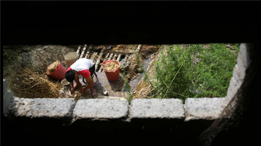 Thông thường, phải mất vài ngày, thân cây tre mới mềm ra.