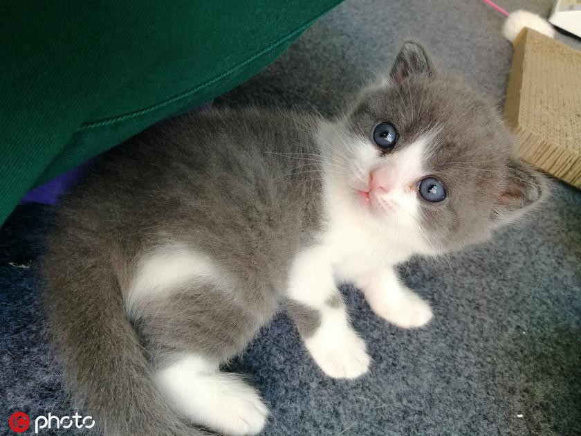 Meo nhan ban tai Trung Quoc gia 