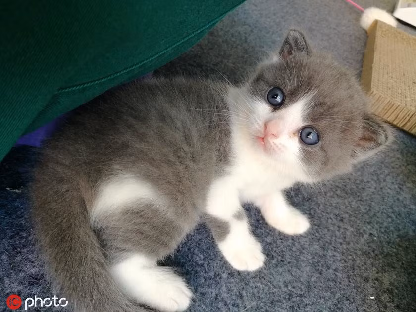 Meo nhan ban tai Trung Quoc gia 