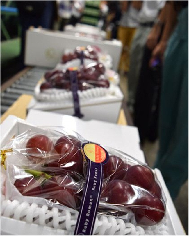 Hồi tháng 6 người trồng lo ngại về thời tiết xấu ảnh hưởng đến các quả nho. nhưng từ đầu tháng 7 nhiệt độ tăng lên đã xóa tan nỗi lo này.