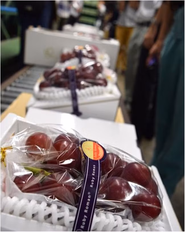 Hồi tháng 6 người trồng lo ngại về thời tiết xấu ảnh hưởng đến các quả nho. nhưng từ đầu tháng 7 nhiệt độ tăng lên đã xóa tan nỗi lo này.