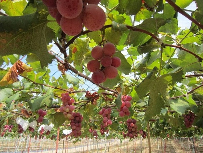 Nho này được trồng ở tỉnh Ishikawa, Nhật Bản, trọng lượng hơn 20g/quả.