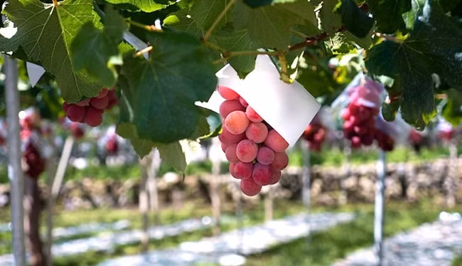 Theo dự kiến, 26.000 chùm nho Ruby Roman sẽ được đưa ra thị trường vào cuối tháng 9.