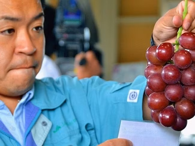 Tháng 7/2016, một chùm nho 26 quả trọng lượng 700g được mua với giá 1,1 triệu yên (~236 triệu đồng).