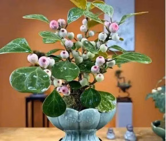 6 loai hoa mang y nghia giau sang va thinh vuong-Hinh-6