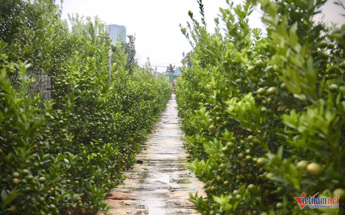 Quat canh nam nay tang gia, co loai 25-30 trieu dong