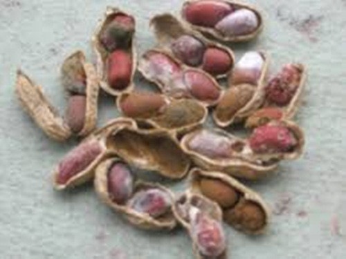 Aflatoxin tăng trưởng mạnh trong các loại hạt và hạt có dầu, đặc biệt là lạc. Tránh các loại hạt sinh chất này, hãy giữ chúng nơi khô ráo thoáng gió để ngăn chặn mốc.